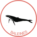 awateha-badge-baleines.png