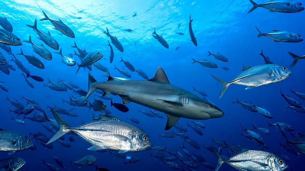 Requin-l&eacute;opard, Himmafushi