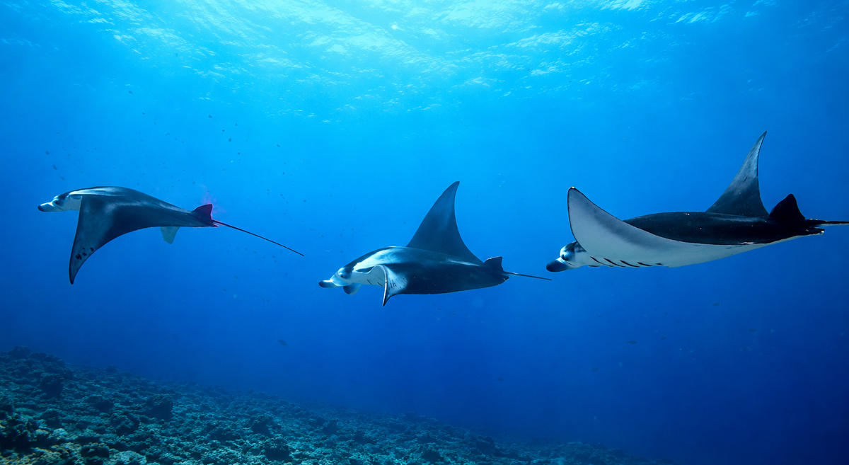 Raie manta, Himmafushi