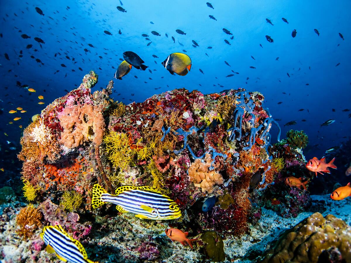 R&eacute;cif corallien, North Mal&eacute; Atoll