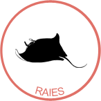 awateha-badge-raies.png